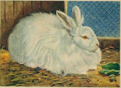 angora lapin